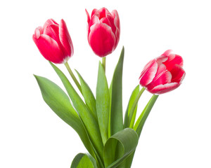 three red-white tulips bouquet