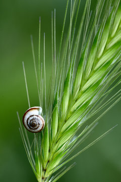 Small shell on a grass spikelet