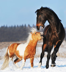 pony and horse in the winter