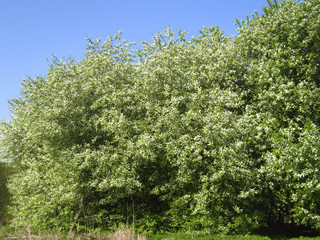 Bird cherry tree in blossom