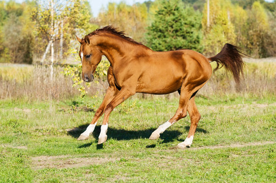 golden Don horse stallion runs gallop