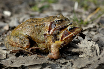 Accouplement de grenouilles rousses