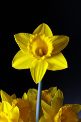 jonquilles