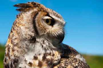 Eagle-owl