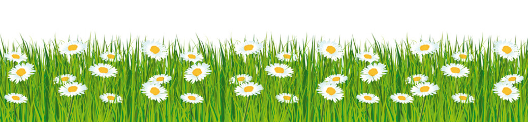 Fototapeta na wymiar Świeże zielona trawa z Daisies banner