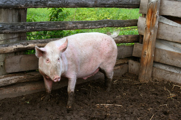 Pig on a farmstead