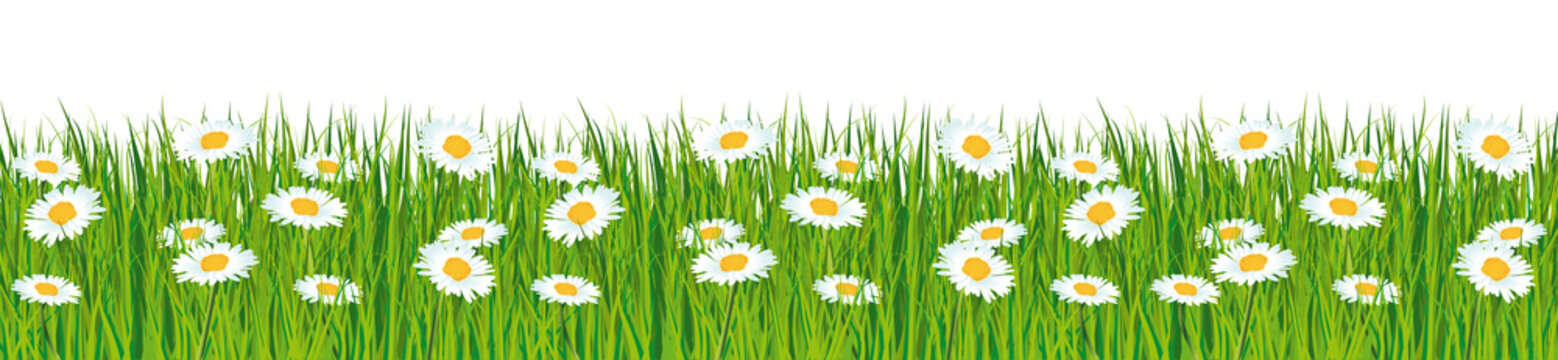 Fresh green grass banner with daisies