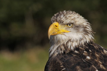 Halbwüchsiger Weißkopfseeadler