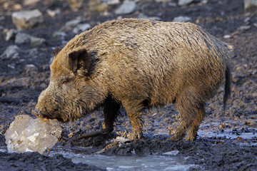 Wildschwein
