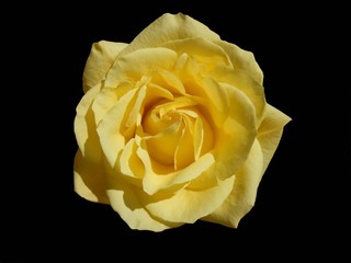 Obraz premium yellow rose isolated on black