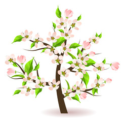 Bolssoming apple tree with flowers and green leaves