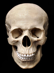 Human skull model