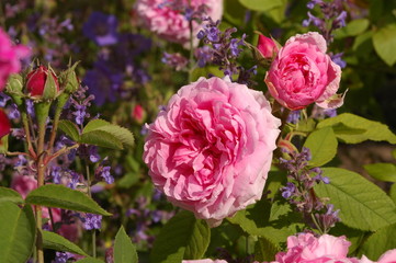 Rosa