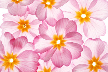 primula flowers on the white background