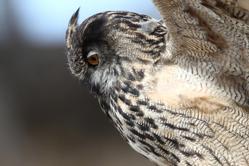 Dramitic look at Eagle Owl