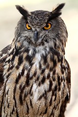 European Eagle Owl