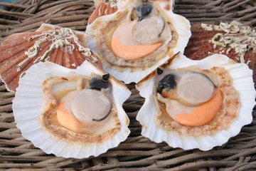 coquilles st jacques