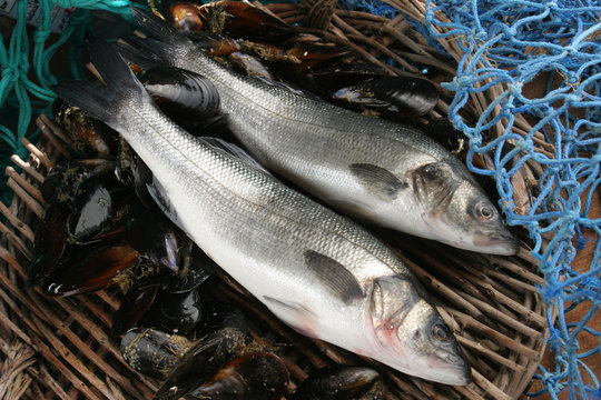 loup de mer