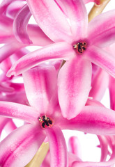 Obraz na płótnie Canvas Pink hyacinth