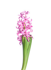 Obraz premium Pink hyacinth