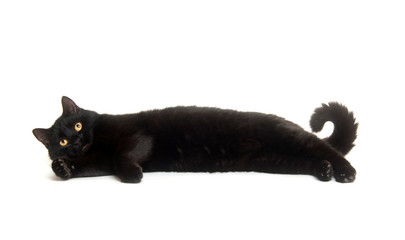 Black cat on white