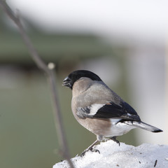 Bullfinch female on snow