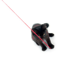 Black kitten playing with red yarn