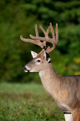 white-tailed deer buck with velvet antlers