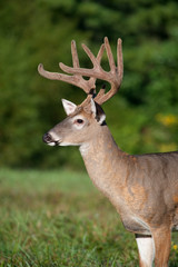 white-tailed deer buck with velvet antlers
