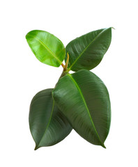 Obraz premium Ficus leaves