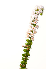 white flower on white background