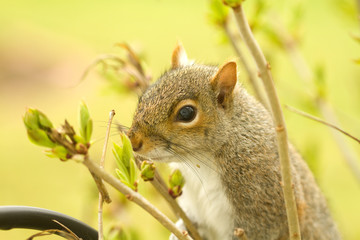 Curious Squirrel