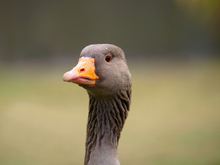 wild goose