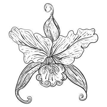 hand drawn floral design element