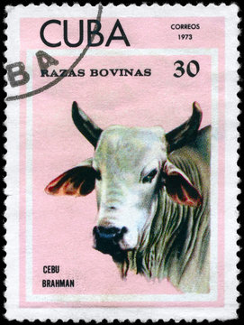 CUBA - CIRCA 1973 Brahman