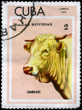 CUBA - CIRCA 1973 Charolaise