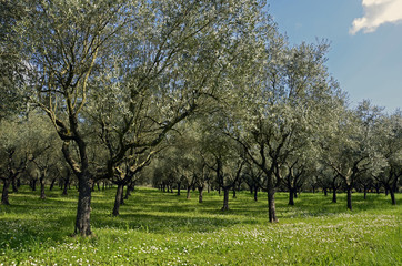 Jeune oliveraie au printemps03