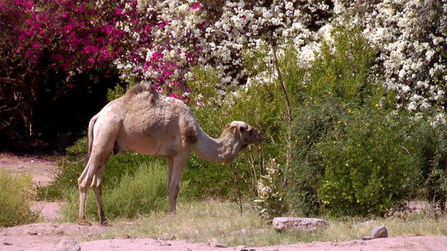 camel eats flowers