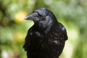 corbeau