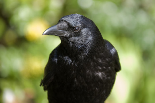 corbeau
