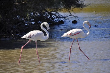 Deux flamants rose