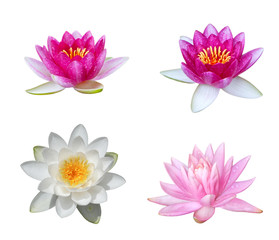Water Lily Collection