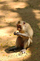 Monkey at Kosamphee forest park, Kosumphisai, Mahasarakam
