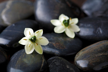 Fototapeta na wymiar flowers over spa stones