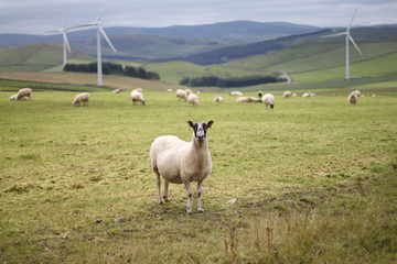 Sheep and Turbines