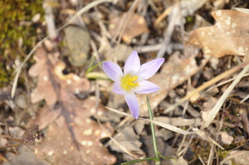Spring flowers