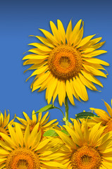 Naklejka premium The beautiful yellow sunflowers isolated on blue background.