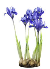 Spring  blue irises grow from bulbs