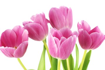 Pink tulips isolated