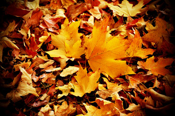fallen leaves